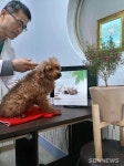 【보령】보령시, 찾아가는 반려동물 예방 접종 사업 추진
