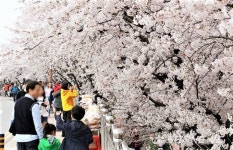 【서산】해미벚꽃축제 기상악화...13일로 개막식 연기