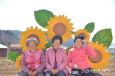【기획탐방】서천군 판교면 흥림2리 해바라기 마을’