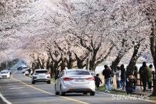 【보령】만개한 벚꽃...주산 벚꽃길을 찾은 관광객들