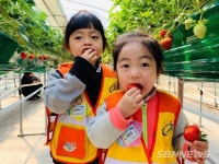 【서천】시초초, 딸기 농장 방문 체험학습 실시