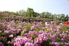 【논산】‘분홍빛 물결 이룬 철쭉꽃의 향연’...논산 벌곡면 대둔산 철쭉제 26일 개막