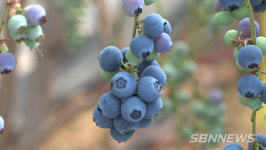 【영상】가온 재배로 고수익 창출, 서천 블루베리!