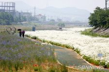 【포토】서산 용장천 꽃밭서 행복한 시간을 보내는 시민