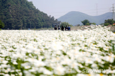 【포토】서산 용장천 꽃밭서 행복한 시간을 보내는 시민