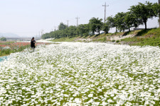 【포토】서산 용장천 꽃밭서 행복한 시간을 보내는 시민