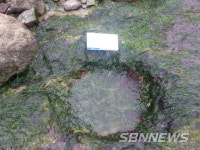 【보령】‘보령 공룡발자국화석’ 충남도 기념물 지정