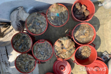 【시사】태안 앞바다서 해삼 150kg 불법 포획한 선장 등 3명 검거