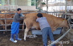 【태안】태안군, 고품질 한우생산 ‘수정란 이식사업’ 실시
