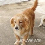 ‘동물농장’ 똘망똘망한 얼굴의 흰둥이 하얀이 가...