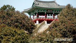 【영상】서천 마량리 동백나무 숲, 공사로 인한 임시 폐쇄