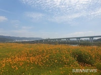 【대전】코스모스 파도치는 대전 3대 하천