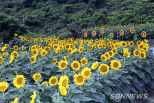 【서천】2020년 농촌축제 지원에 서천지역 2개 마을(한산·판교) 선정
