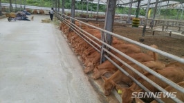 【금산】금산군, 축산업 경쟁력 확보에 39억 원 집중투자