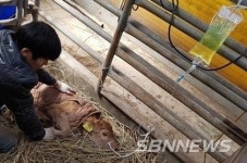 【홍성】홍성군, 대동물 당직병원 운영으로 진료공백 최소화