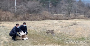 【내포】‘충남 상징물’ 참매 다시 비상한다...천안·금산서 자연방사