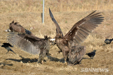【서산】서산 천수만, 철새 월동환경 개선됐다...생물다양성관리계약사업 성료