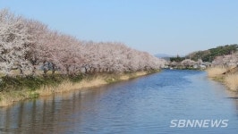 【홍성】홍성 홍동천변에 만개한 1600주 벚꽃