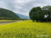 【금산】유채꽃 만발한 금산천, 산책코스로 각광