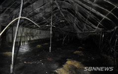 【사고】공주 꿩 사육농장서 불…4000여 마리 타죽어