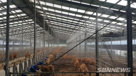 【서천】서천군, 폭염 대비 가축 관리 안내