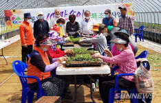 【청양】청양 구룡3리 주민들, 24일 국화축제 준비 한창