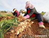 【포토】갯바람 맞고 자란 태안산 생강 본격 출하