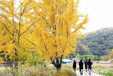 【여행】억새·단풍·바다가 한 곳에...충남 보령으로 놀러가보자!