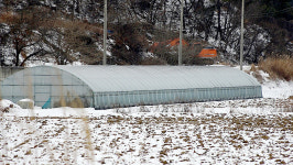 【시사】<영상> 서천 ‘판교면, 축산농가·서면, 가축 수’가 제일 많아…2019년 이후 가축 수 감소세