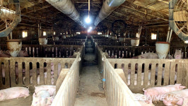 【시사】<영상> 서천군, 다음 달 16일까지 가축전염병 방역 추진