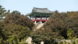 【시사】 서천군 마량리 동백나무숲, 운영 준비 ‘시작’