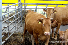 【시사】<영상> 서천군, ‘상반기 구제역 백신 일제 접종’ 추진