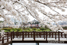 【포토】서산 중앙호수공원에 만개한 벚꽃