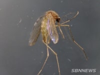 【시사】 대전서 올해 첫 일본뇌염 매개 '작은빨간집모기' 발견