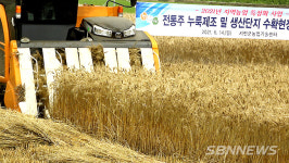 【시사】<영상> ‘한산소곡주’ 어떻게 달라지나?…서천 전통주 누룩 제조용 밀 생산단지 조성 ‘박차’