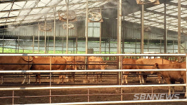 【시사】<영상> 서천농기센터, 여름철 폭염대응 가축 관리 당부