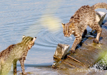 【시사】<환경> 논산 노성중학교 인근 수달서식지 노성천서 ‘삵’ 포착