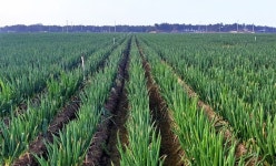 사과보다 비타민C 5배 많은 ‘대파’로 면역력 높이세요