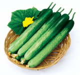 팜한농. 신품종 ‘더푸른백다다기오이’, 도매시장·주산지에서 시선 집중