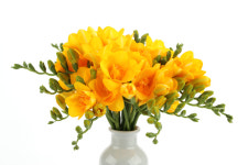 코로나19로 지친 마음 ‘프리지어 향기’로 편안하게