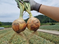 다마내기 말고 양파 “국산 종자의 매력”