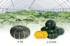 아시아종묘, 국산 단호박 품종 ‘만왕’·‘미니강1호’
