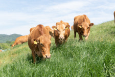 ‘저 푸른 초원으로 가자’ 한우 200마리 방목