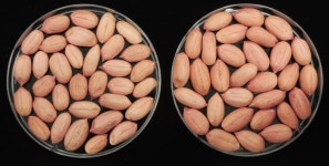 선선한 가을, 신선한 풋땅콩과 함께 맞이해요