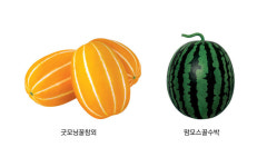 팜한농의 꿀맛 신품종 ‘굿모닝꿀참외’·‘맘모스꿀수박’