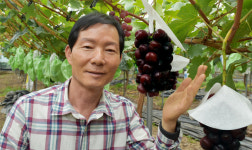 고품질 후지노카가야키 국내 품종보호권 획득