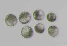 농촌진흥청, 임실군에 저지종 젖소 수정란 보급 시작