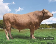 최고 능력 한우 ‘여기 있소’ 보증씨수소 21마리 뽑아