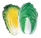 농우바이오, 2024년 8월 추천품종