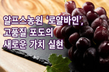 알프스농원 ‘로얄바인’, 고품질 포도의 새로운 가치 실현